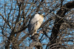 Black-crowned Night-Heron (P&A)