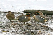Eurasian (Common) Teal