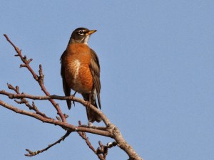 Robin_IMG_0854