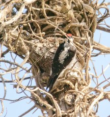 Hairy Woodpecker (BA)