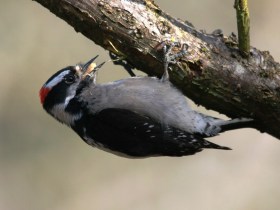 Downy Woodpeker (m) swallowing worm (Jonathan M photo)