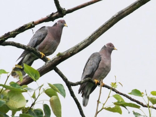 Jonathan Mwenifumbo Photo