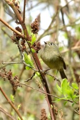 Ruby-crowned Kinglet