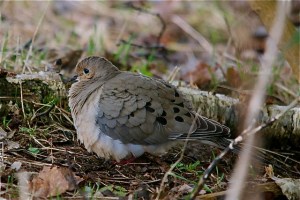 Mourning Dove
