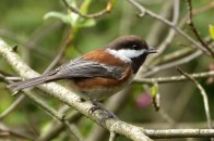 Chestnut-backed Chickadee