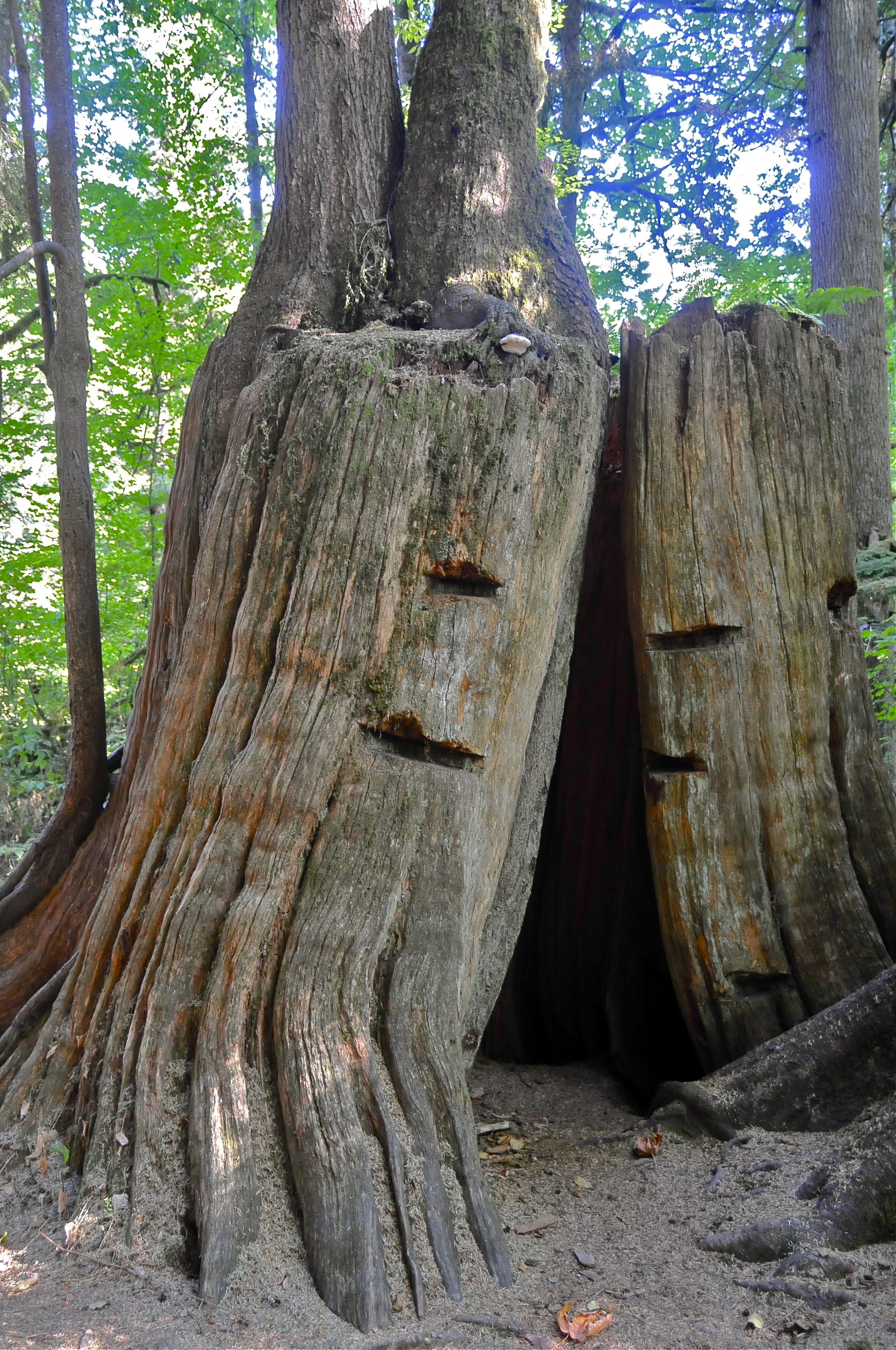 Dutremble Tree DNCB Outing No. 2015-33 to Tynehead Regional Park – Delta Naturalists ...
