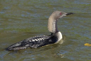 Pacific Loon (Marion)