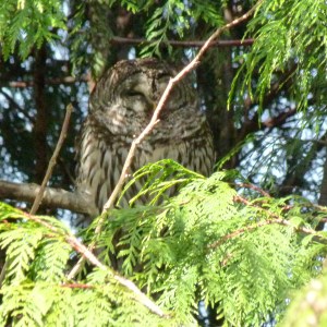 Barred Owl