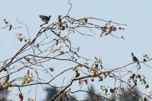 Cedar Waxwings