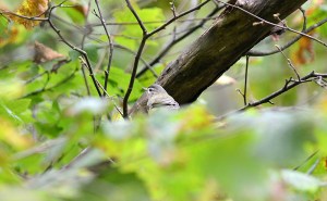 Warbling Vireo