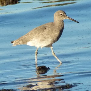 Willet