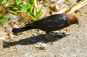 Brownheaded Cowbird (KB)