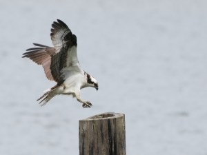 Jonathan Mwenifumbo Photo