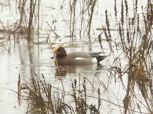Eurasian Wigeon (m) (P&A)