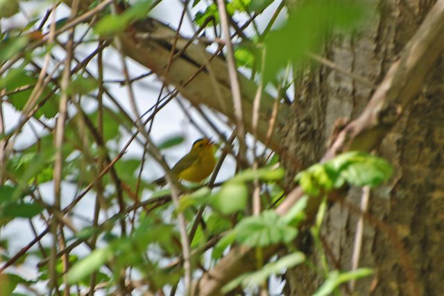 warbler,wilson's,maplewood flats 2010 (17 may) c