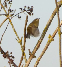 ruby-crowned%20says%20goodbye