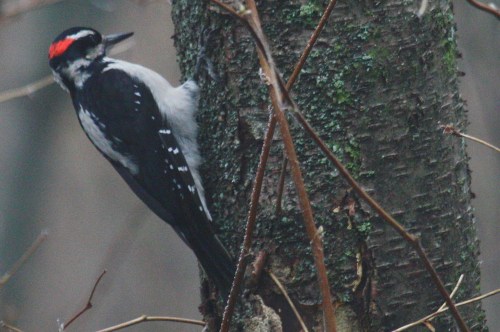 Hairy Woodpecker