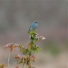 Mountain Bluebird