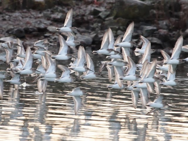 Dunlin flock (JM)
