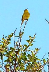 Orange-crowned Warbler singing