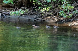 Harlequin Ducks