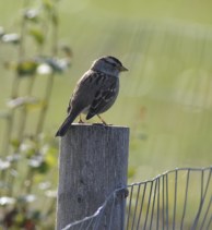 White-crowned Sparrow (GB)