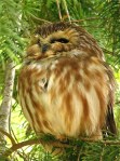 Northern Saw-whet Owl