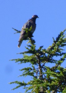 Band-tailed Pigeon (RM)