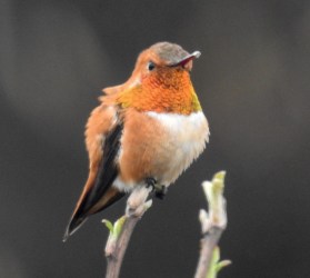 Rufous Hummingbird