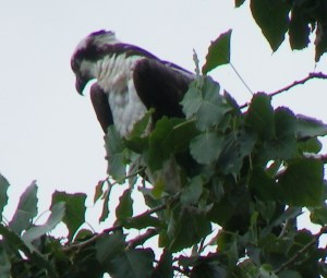Osprey at Iona