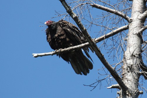 Turkey Vulture