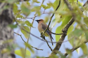 Cedar Waxwing (GB)