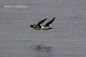 Barrow's Goldeneye (TC)