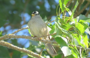 White-crowned Sparrow (JK)