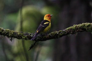 Western Tanager (m)