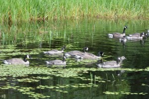 Canada Geese