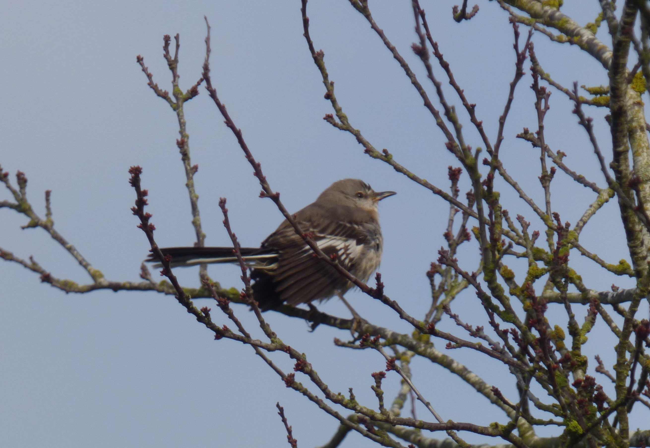 Northern Mockingbird 2.JPG