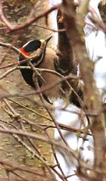 Downy Woodpecker (TC)