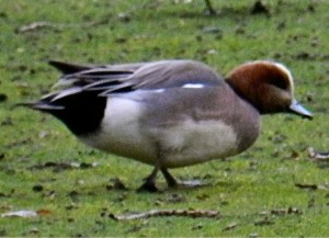 Eurasian Wigeon