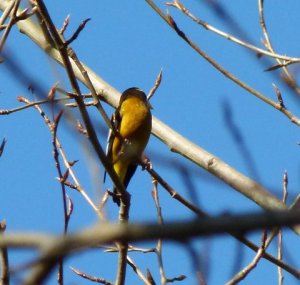 Evening Grosbeak