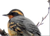 Varied_Thrush_Roger