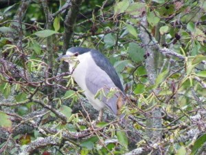 NIght Heron