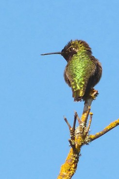 Anna's Hummingbird (m)