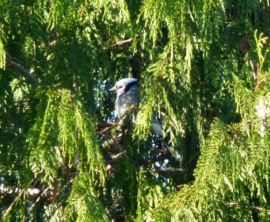 Blue Jay 4 N. Burnaby Nov 21, 2013
