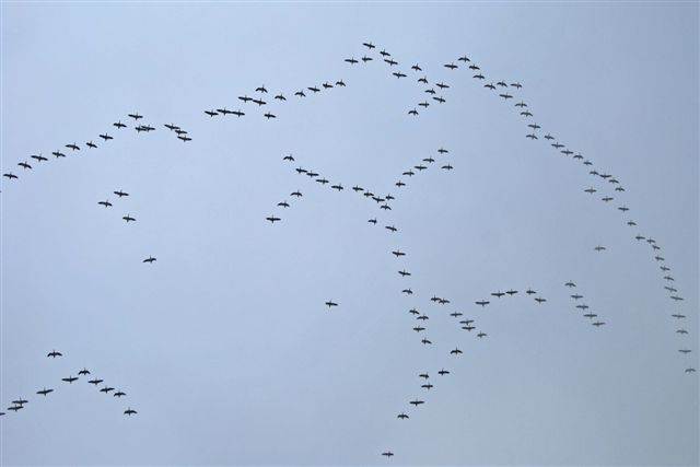 Geese, Snow BBRP Dike 2009 (19 OCT)
