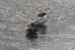 Mallard (m) & Common Merganser (f) (TC)