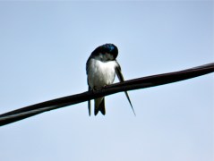 Tree Swallow