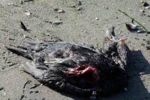 Dead cormorant (with dead fish)