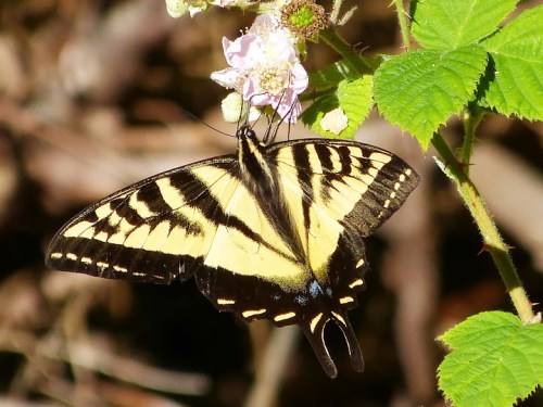 Western Tiger Swallowtail