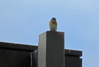 Lazuli Bunting (D&N)